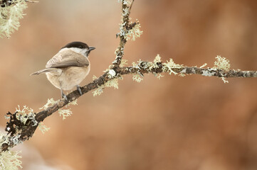 Marsh Tit on a very cold January day, snowing, with the last light of the afternoon in an oak forest