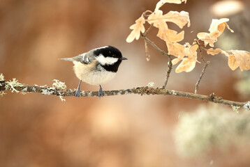 Coal tit on a very cold January day, snowing, with the last light of the afternoon in an oak forest