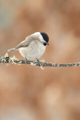Marsh Tit on a very cold January day, snowing, with the last light of the afternoon in an oak forest