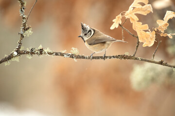 Crested tit in a snowy oak forest in winter with the first light of the morning