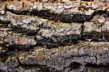 bark of a tree