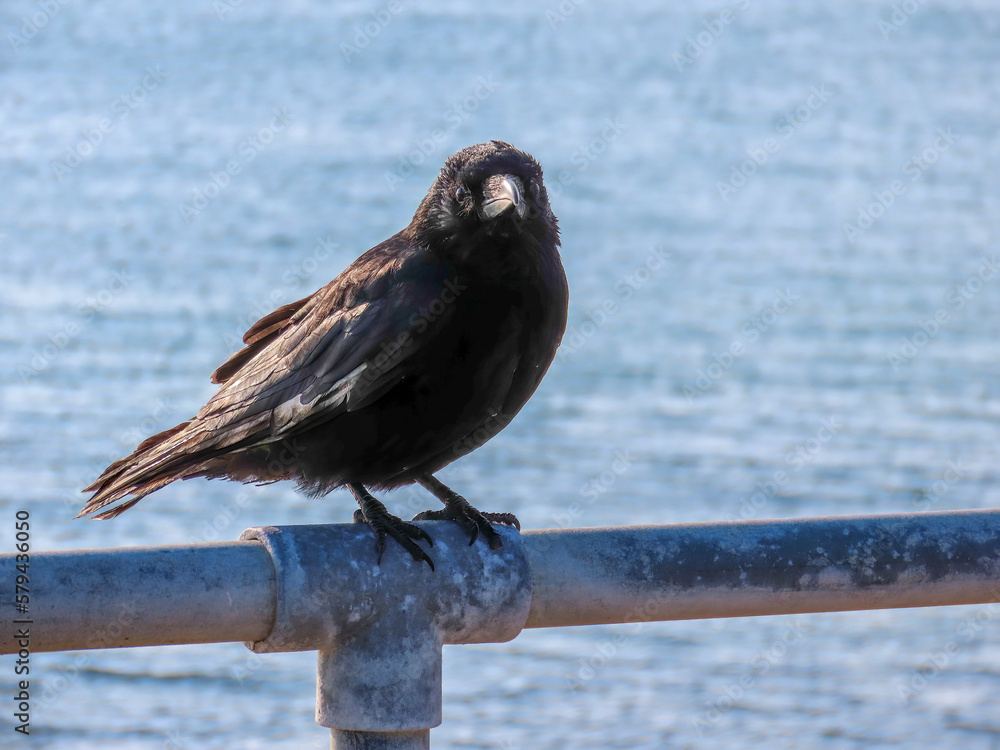 Sticker close up of the carrion crow corvus corone a passerine bird of the family corvidae with the sea blurred in the background