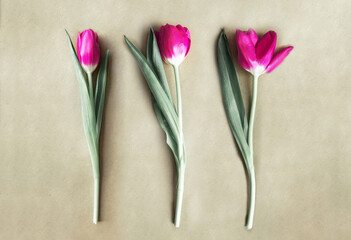 Three pink tulips isolated on kraft paper, copy space. 