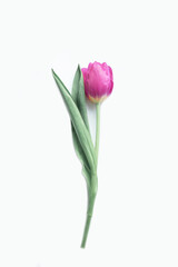 Beautiful tender spring tulip isolated on white background.