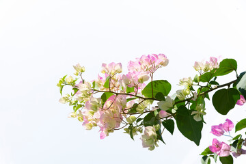 Bougainvilleas isolated on white background. Paper flower . Save with Clipping path .