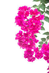 Fototapeta premium Bougainvilleas isolated on white background. Paper flower . Save with Clipping path .