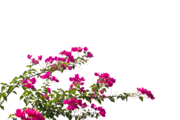 Bougainvilleas isolated on white background. Paper flower . Save with Clipping path .