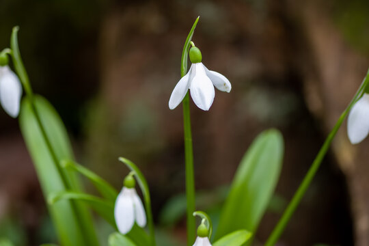macro close up of White bell shaped flowers of Snowdrops Galanthus nivalis with a blurred background