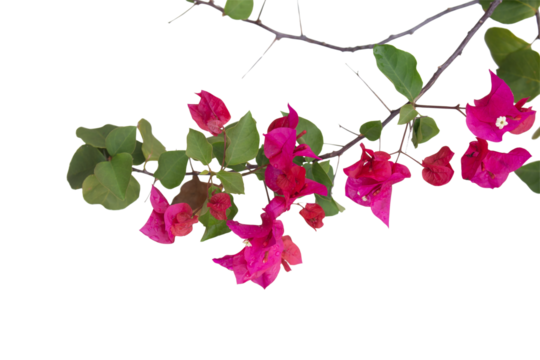 Bougainvilleas isolated on white background. Paper flower . Save with Clipping path .