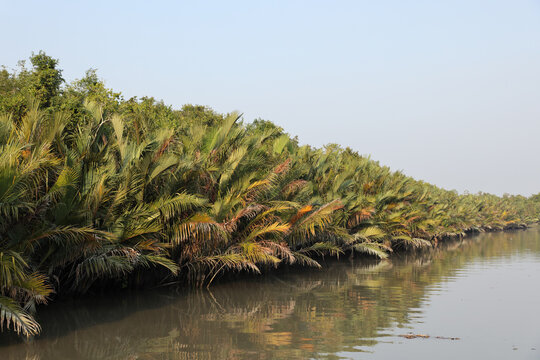 Typical nipa palm (Nipa fruticans).this photo was taken from Sundarbans National Park, Bangladesh.