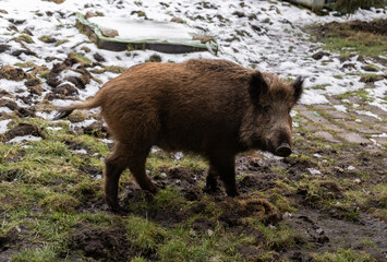 Wild boar. Sus scrofa, big wild swine or pig.