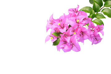 Fototapeta na wymiar Bougainvilleas isolated on white background. Paper flower . Save with Clipping path .