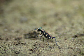 Cicindela aurulenta, common name blue spotted or golden spotted tiger beetle on the ground