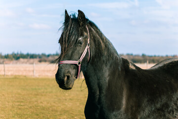 Friesian horse.Black horse walks in the field.Home ranch.Love for horses.Domestic horse.Black stallion.Beautiful stallion.Black wool.Faithful horse.
Black animal.
Beautiful animal.
big hoss.farm.