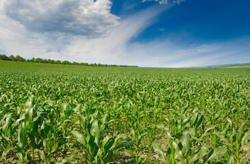 Bright green corn field and blue sky with clouds.