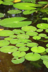 Tropical and water plants in the greenhouse. Selective focus.