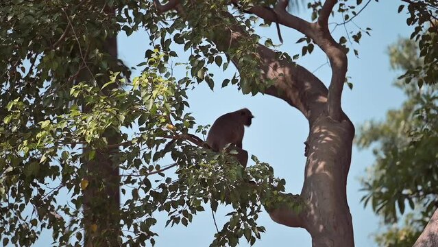 Slow motion of the monkey jumping on a tree at the Dakshineswar Kali Hindu Temple in Kolkata, India