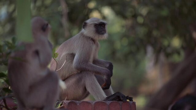 Slow motion of the monkeys on a tree at the Dakshineswar Kali Hindu Temple in Kolkata, India