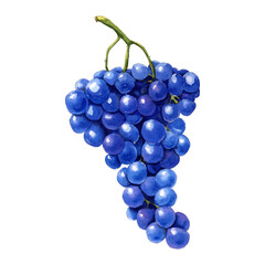 Watercolor banana illustration - fruit isolated on white background