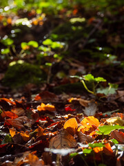 Scene in a forest park with illuminated by the sun brown leaf. Beautiful nature scenery.