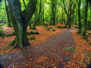 Scene in a forest park. With different trees and brown color ground. Stunning Barna woods, Galway city, Ireland. Beautiful Irish nature scenery.