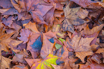 close-up of many autumn dry leaves