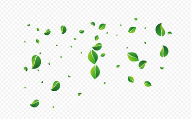 Grassy Leaves Wind Vector Transparent Background.
