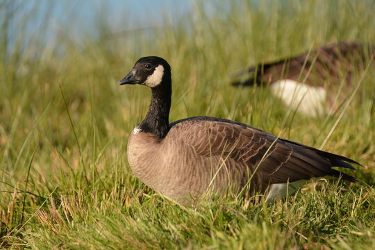 country goose on the grass
