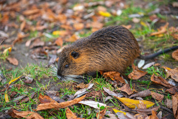 one brown beaver sits on orange leaves