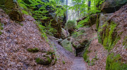 Panoramic over magical enchanted fairytale forest with fern, moss, lichen and sandstone rocks at the hiking trail Devil chamber in the national park Saxon Switzerland near Dresden, Saxony, Germany.
