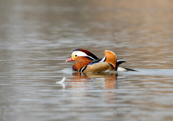 kaczka tęczowa kolorowa mandarynka pływa na wodzie z piórkiem © Colorful Soul
