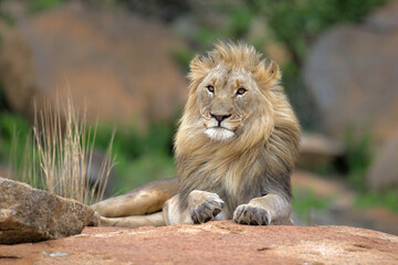 Male lion resting on a rocky hill looking over Nkomazi game reserve at Badplaas in South Africa