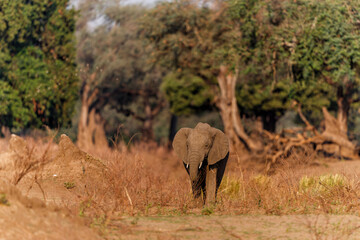 Fototapeta premium Male elephant searching for food in the late afternoon in the dry season in the forest of high trees in Mana Pools National Park in Zimbabwe