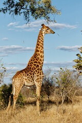 South African Giraffe (Giraffa giraffa giraffa) or Cape giraffe walking on the savanna with a blue sky with clouds in Kruger National Park in South Africa