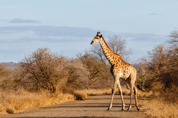 South African Giraffe (Giraffa giraffa giraffa) or Cape giraffe walking on the savanna with a blue sky with clouds in Kruger National Park in South Africa