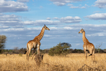 Naklejka na ściany i meble South African Giraffe (Giraffa giraffa giraffa) or Cape giraffe walking on the savanna with a blue sky with clouds in Kruger National Park in South Africa