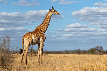 Naklejka na ściany i meble South African Giraffe (Giraffa giraffa giraffa) or Cape giraffe walking on the savanna with a blue sky with clouds in Kruger National Park in South Africa
