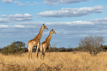 South African Giraffe (Giraffa giraffa giraffa) or Cape giraffe walking on the savanna with a blue sky with clouds in Kruger National Park in South Africa - obrazy, fototapety, plakaty