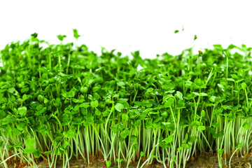 Green young sprouts of arugula grown on a linen mat for eating. White background. Close up.