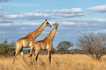 South African Giraffe (Giraffa giraffa giraffa) or Cape giraffe walking on the savanna with a blue sky with clouds in Kruger National Park in South Africa - obrazy, fototapety, plakaty