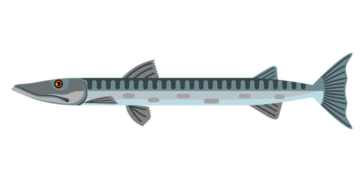 Colored barracuda