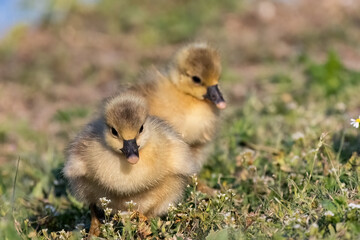 Two cute baby ducks walking on the grass near to the lake.