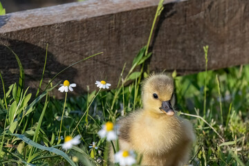 A cute baby ducks walking on the grass near to the lake.