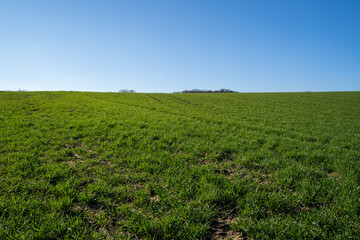 Fototapeta na wymiar Grassy hill in the landscape with blue sunny sky in spring