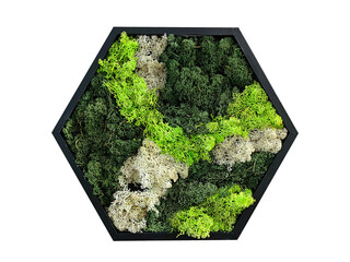 hexagonal pattern from decorative preserved forest moss reindeer moss, isolate on white background