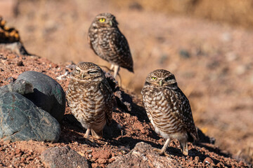 Burrowing Owls - Arizona