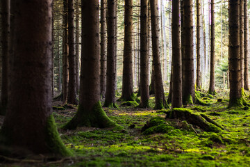 Las Świerkowy © Seba
