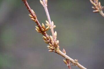 Early Spring, Many Buds Begin To Swell And Bloom On Trees