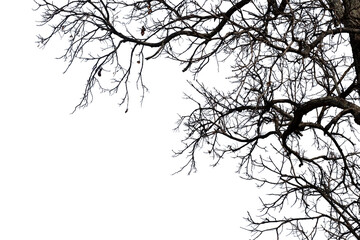 Fototapeta premium Dead branches isolated , Silhouette dead tree or dry tree on white background with clipping path.