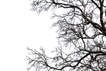 Dead branches isolated , Silhouette dead tree or dry tree on white background with clipping path.